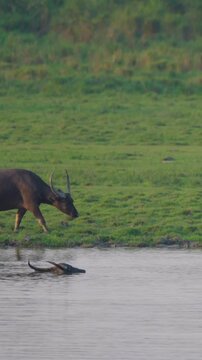 A wild water buffalo with large horns walks along a grassy riverbank before entering the water in Kaziranga National Park, India. Authentic wildlife behavior in a natural habitat.