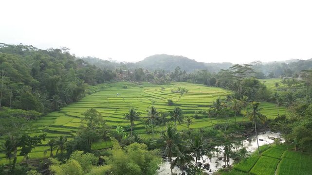 Lush Green Rice Terrace Fields with Tropical Palm Trees and River