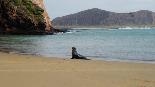 A statuesque sea lion on the beaches of The Galapagos (4K).