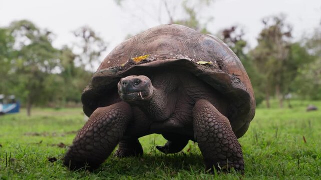 A giant tortoise walks toward camera in The Galapagos Islands (4K).