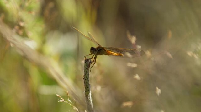 Dragonfly in meadow gracefully lands in slow motion on plant stalk, closeup