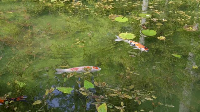Slow motion tracking shot of colorful Koi Fish in beautiful pond