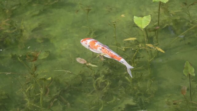 Beautiful Koi Fish swimming through clear water
