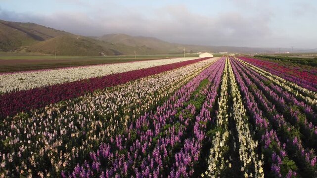 Wide drone aerial view flying over the vibrant, colorful rows of blooming Stock and Larkspur flowers in the commercial fields of Lompoc Valley, California.