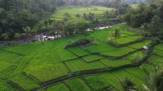 Lush Green Rice Terrace Fields with Tropical Palm Trees and River