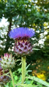 Vertical close-up shot of a thistle-like wild cardoon aka Cynara cardunculus Mediterranean plant blooming in a sunny garden with natural green environment.