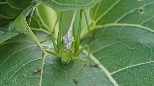 Close-up view of a beautiful green grasshopper aka Omocestus viridulus standing on a large textured leaf in an evergreen environment.