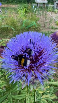 Vertical close-up view of a purple wild cardoon aka Cynara cardunculus plant with bumblebees collecting pollen in summer garden.