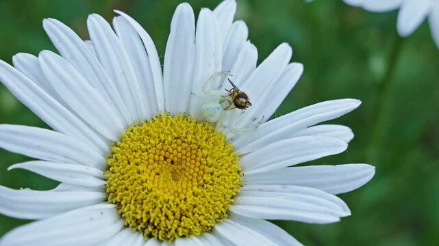 Close-up view of a crab spider aka Misumena vatia clings to a white daisy as it attacks a visiting bee at summer season.