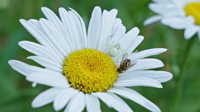 Close-up view of a crab spider aka Misumena vatia resting with a bee on a white daisy as it attacked each other during cloudy weather.
