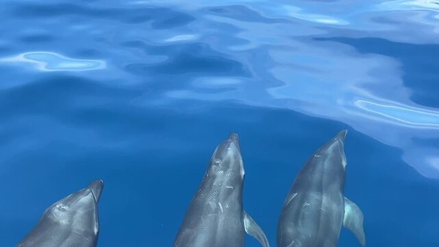 Spinner Dophins pod of hundreds and maybe thousands of bottle nose dolphins swimming and migrating and feeding in the costa rican pacific ocean jumping