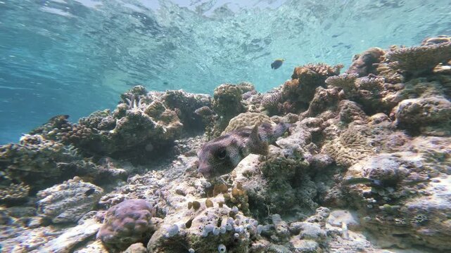 An underwater tracking shot follows a spotted porcupinefish gliding above a sunlit tropical coral reef in the shallow, clear waters of the Maldives in the Indian Ocean.