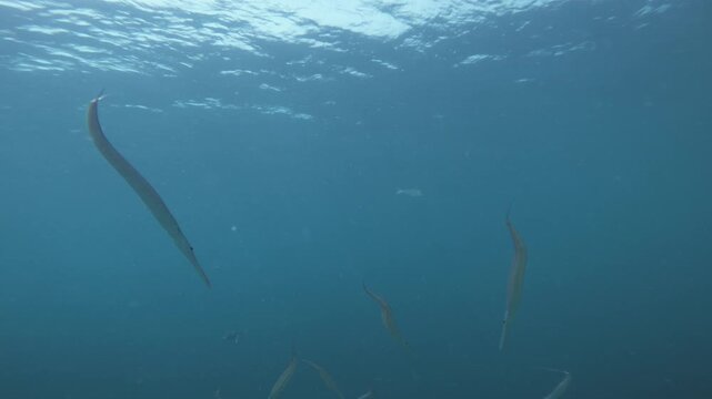 A school of bluespotted cornetfish, Fistularia commersonii, glides through tropical blue water beneath the sunlit surface in the Maldives.