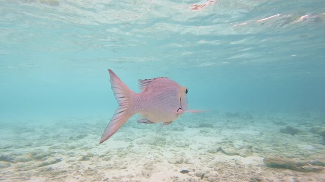 A solitary bigeye emperor passes close to the camera and swims through sunlit turquoise water above a shallow coral reef and sandy seabed in the Maldives.