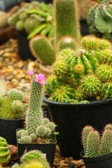 Small cactus plants with cute pink flower growing in black pots. © NoonVirachada