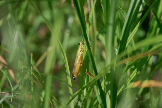 草むらのバッタ 緑の葉にとまる野生昆虫のクローズアップ