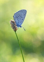 Mały motyl modraszek telejus na uschniętym kwiatku o poranku, zbliżenie makro. © mycatherina