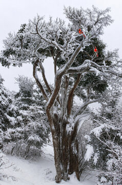 Ancient yew tree covered with snow in a peaceful winter forest