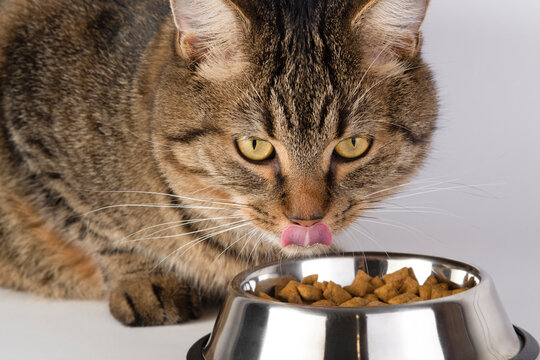 Tabby Cat Licking Lips Above Bowl of Dry Food