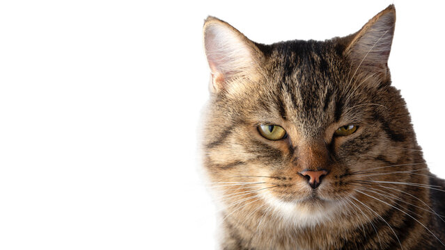 Tabby Cat Portrait Isolated on Transparent Background Cutout