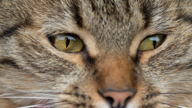 Extreme Macro Close-up of Tabby Cat Eyes and Nose