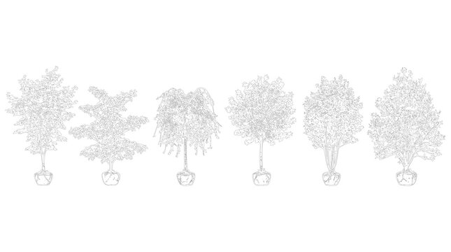 Selection of young trees with root balls in elevation for site design