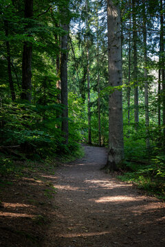 Winding Forest Trail Beneath Tall Trees and Dappled Summer Sunlight