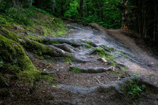 Rugged Forest Trail Winds Past Exposed Roots and Mossy Ground