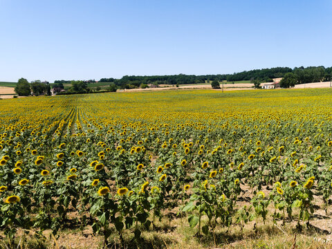 Picturesque, vibrant sunflower field, Dordogne, southern France. Bright yellow flowers in the summer sun. Beautiful rural summer scene typical of the French countryside.