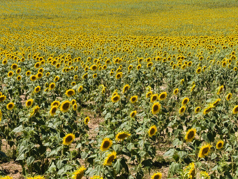 Picturesque, golden coloured sunflower field, Dordogne, southern France. Vibrant yellow flowers in the summer sun. Beautiful rural summer scene typical of the French countryside.
