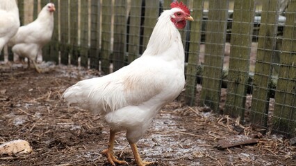 White chickens on rural farm backyard. Domestic poultry birds feeding on ground. Organic farming, free range livestock. Chickens walk on the earth Craft image that inspires eco confidence among buyers © Marina Demidiuk