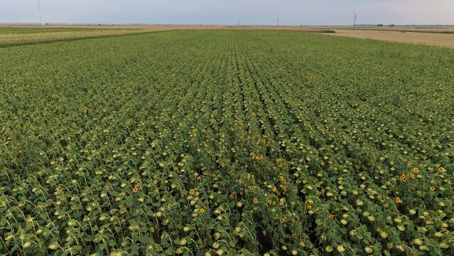 Aerial view of a vast field of sunflowers planted in neat rows stretching across the landscape in Crepaja, Vojvodina, Serbia.