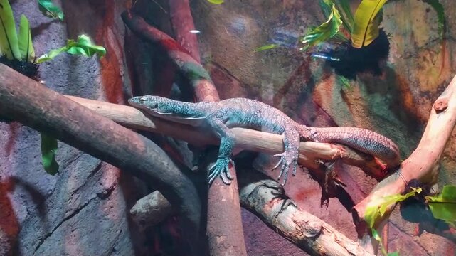 Footage of a large lizard relaxing on a log