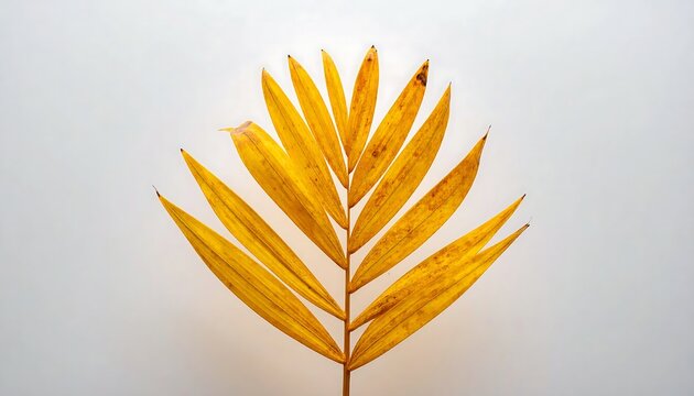 Vibrant golden-yellow palm frond showcasing nature's autumnal beauty on a clean white backdrop