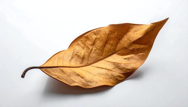 A single dried brown leaf with a delicate stem casting a subtle shadow on a white background