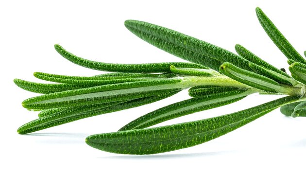 Fresh Organic Rosemary Herb Sprig Isolated on a Clean White Background for Culinary Preparation