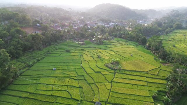 Lush Green Rice Terrace Fields with Tropical Palm Trees and River