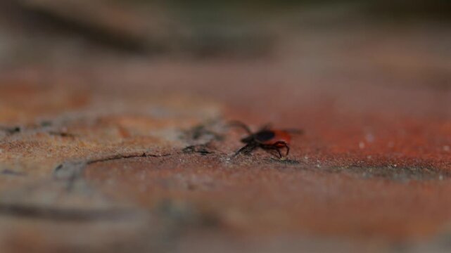 Red and black tick on tree bark close up