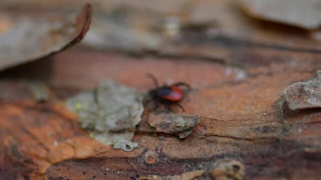 Red and black tick on tree bark close up