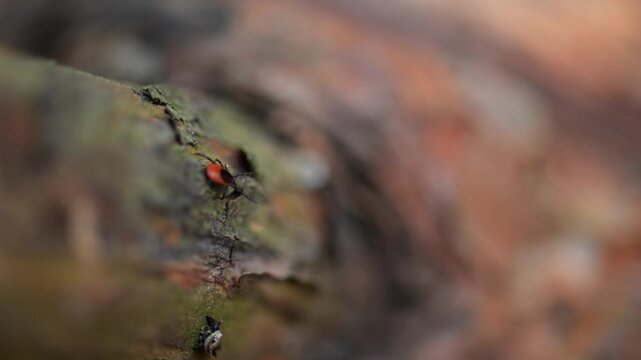 Red and black tick on tree bark close up
