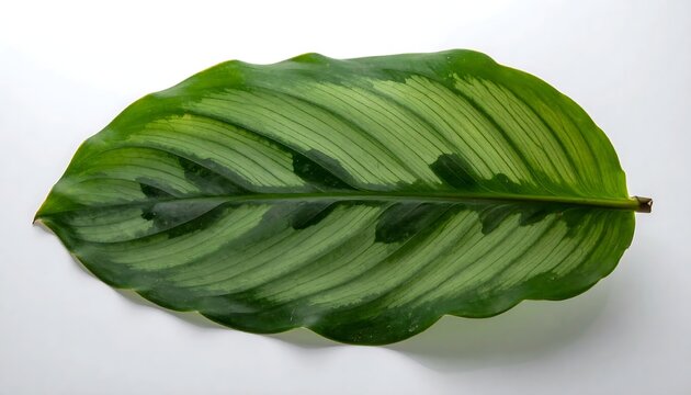 Macro Close Up of a Single Variegated Calathea Leaf with Distinctive Green Striped Patterning
