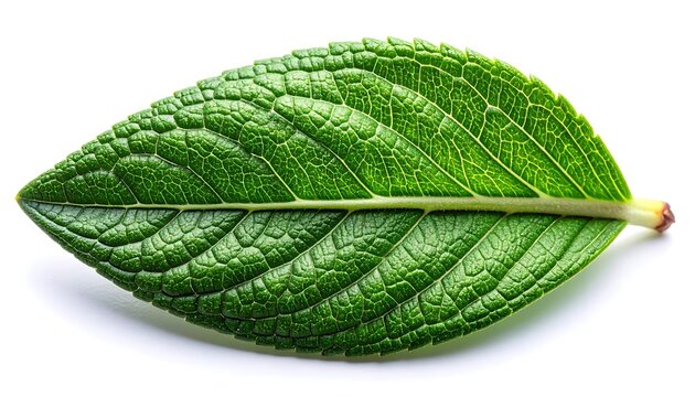Vibrant green leaf showcasing intricate vein patterns and natural textures on a clean white background, symbolizing growth and vitality