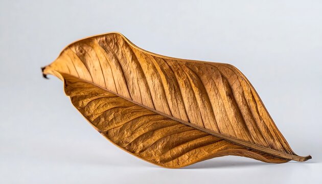 A single dry brown leaf with detailed vein patterns on a minimal light grey background