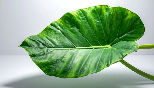 Large Vibrant Green Tropical Alocasia Leaf Isolated on White Background