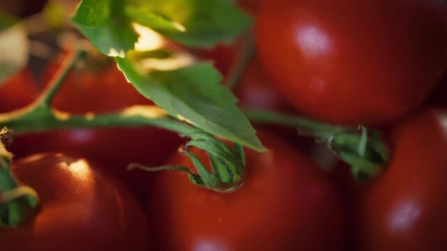 Close-up of ripe red tomatoes on a green vine on a bright sunny summer day. Concept of seasonal vegetables and summer as the time when fresh harvests ripen