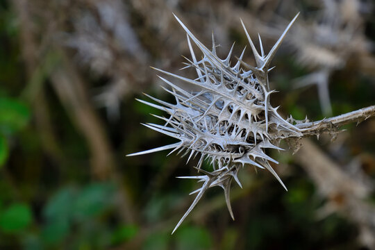 Dried spiny flower head of spotted golden thistle Scolymus maculatus with sharp silver-grey thorns against a dark blurred background near Mitzpe Ramon in the Negev desert Israel