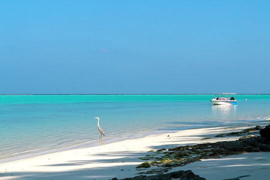 Grey Heron And Wooden Boat In Maldives