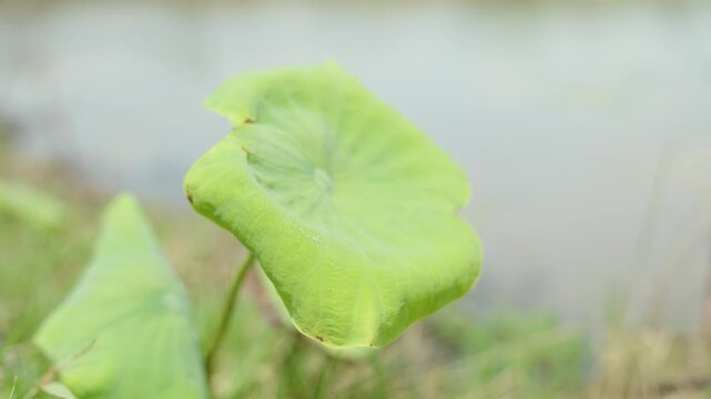 Single green lotus leaf
