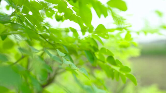 Green moringa leaves on branch
