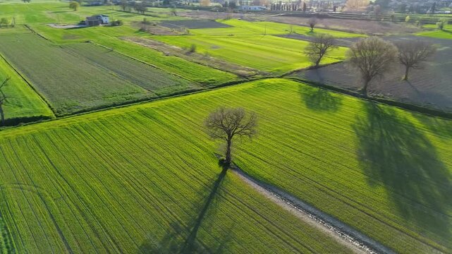 Scenic tree in the green countryside of Montefalco, Umbria, Italy